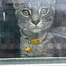 Pepper joined the competition — help win amazing prizes! cat, tabby, gray_cat, window, screen, yellow_collar, pet, animal, indoor, curious, face, whiskers, ears, closeup, reflection, looking_out, feline, domestic_cat, window_frame, mesh