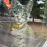 Pepper is registered to the contest to win money with this photo: cat, tabby_cat, yellow_collar, window, reflection, american_flag, trees, outdoor, indoor, glass, pet, animal, curious, portrait, sitting, feline, daylight, nature, closeup, domestic_animal