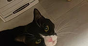 Hoodie is registered to the contest to win money with this photo: cat, tuxedo_cat, indoor, floor, cardboard_box, chair_leg, curious, pet, animal, whiskers, black_and_white, looking_up, cozy, home, furniture, slipper, domestic_cat, cute, floor_tile, household