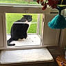 cat, window, screen, indoor, outdoor, plant, potted_plant, bench, cushion, curtains, wooden_table, black_and_white_cat, tuxedo_cat, yarn_decoration, green_grass, pet, animal, home_interior, natural_light, quiet