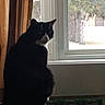 cat, black_and_white, indoor, window, curtain, tree, wooden_surface, pet, feline, looking_out, daylight, animal, house, quiet, domestic, sitting, side_view, whiskers, face, backlit