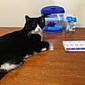 cat, black_and_white, table, fish_tank, aquarium, purple_plant, blue_gravel, wooden_surface, pill_organizer, medication, pet_supplies, indoor, domestic, feline, relaxed, side_view, still_life, household, closeup, resting