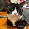 cat, tuxedo_cat, close_up, whiskers, pink_nose, yellow_eyes, indoor, wooden_table, pet, feline, animal, relaxed, portrait, fur, domestic_cat, laying, looking, face, cute, household