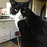cat, tuxedo_cat, green_eyes, whiskers, chair, kitchen, cabinet, door, floor, table, indoor, pet, feline, curious, black_and_white, domestic_animal, household, window_light, fur, portrait