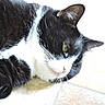 cat, black_and_white, lying_down, floor, tile, pet, animal, fur, whiskers, green_eyes, close_up, relaxed, domestic_cat, indoor, mammal, cute, sleepy, resting, portrait, feline