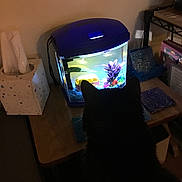 Hoodie is registered to the contest to win money with this photo: cat, silhouette, aquarium, fish, table, tissue_box, coasters, indoor, curious, pet, animal, decor, lighting, shadow, fish_tank, plant, colorful, room, wooden_table, quiet