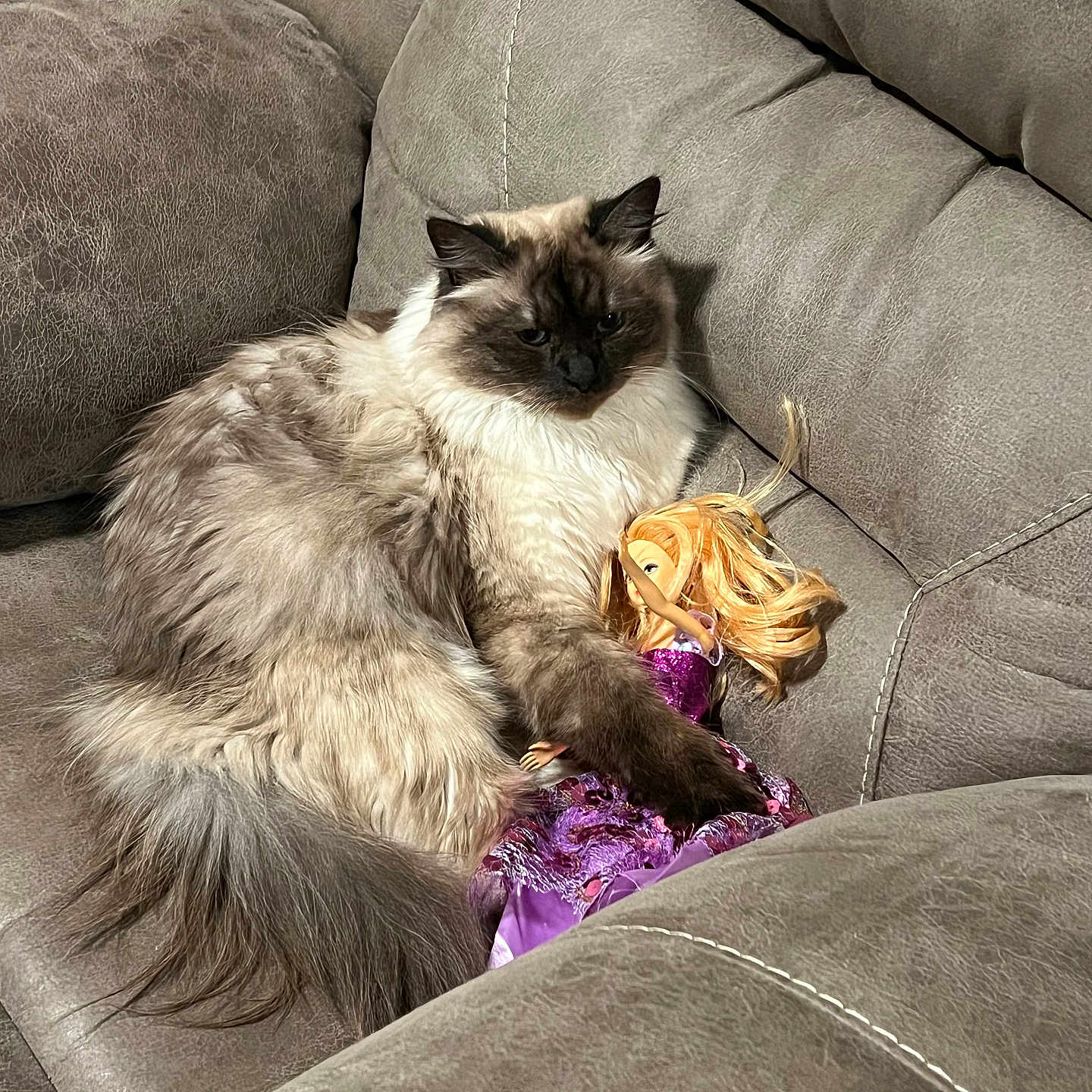 Boots is registered to the contest to win money with this photo: animal, cat, couch, cute, doll, domestic, feline, fluffy, fur, gray, home, indoor, pet, plush, purple_dress, relaxed, resting, seated, stuffed_toy, toy