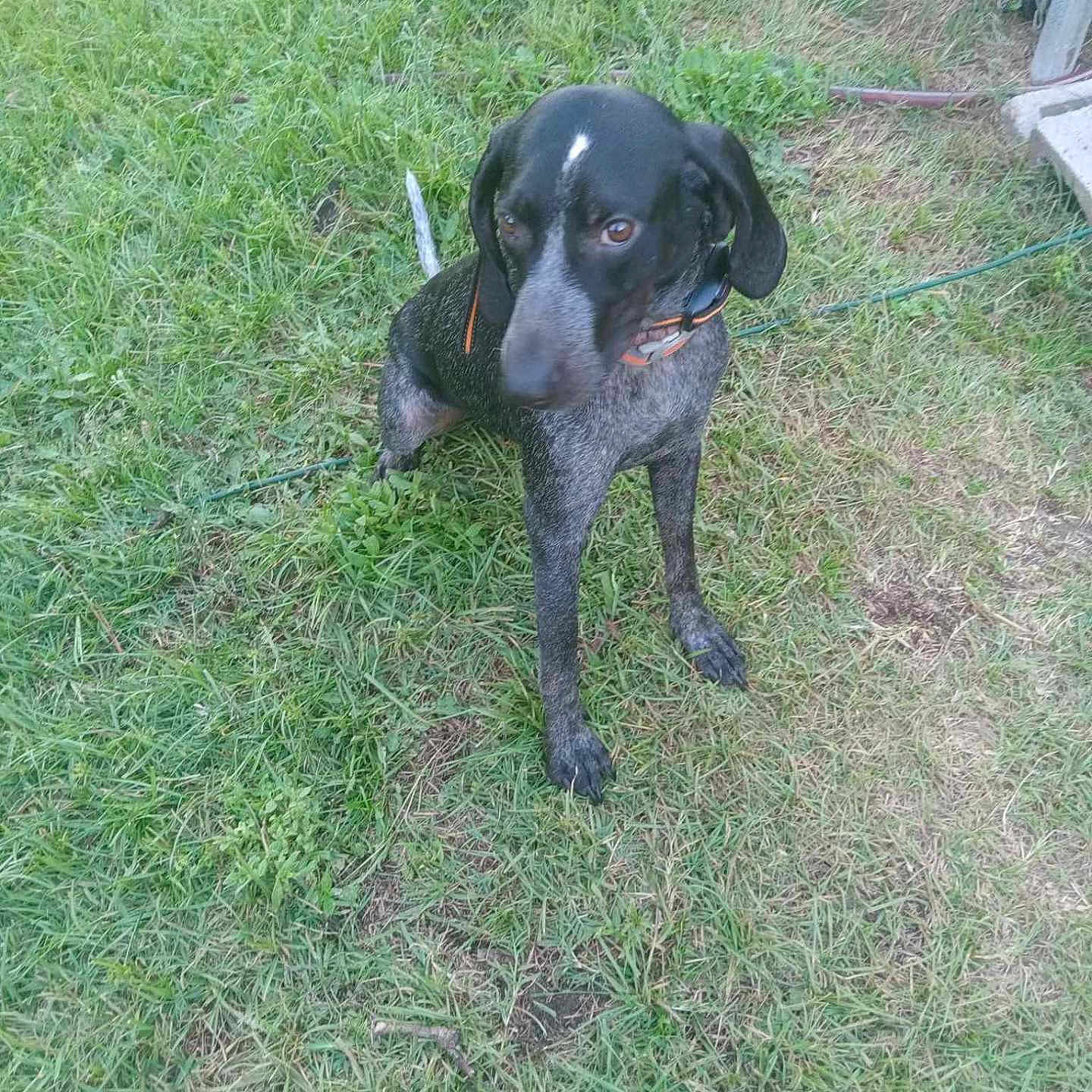 Annabelle joined the competition — help win amazing prizes! animal, backyard, ball, boxer, bulldog, canine, dog, football, grass, greatdane, green, hound, lawn, nature, outdoors, pet, plant, pointer, puppy, yard