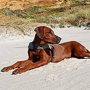 Ava a rejoint le concours — aidez-le/la à gagner de superbes lots ! animal, beach, brown_dog, canine, cliffs, collar, daytime, dog, grass, lying_down, nature, outdoor, pet, quiet, relaxing, sand, scenery, summer, sunlight, sunny