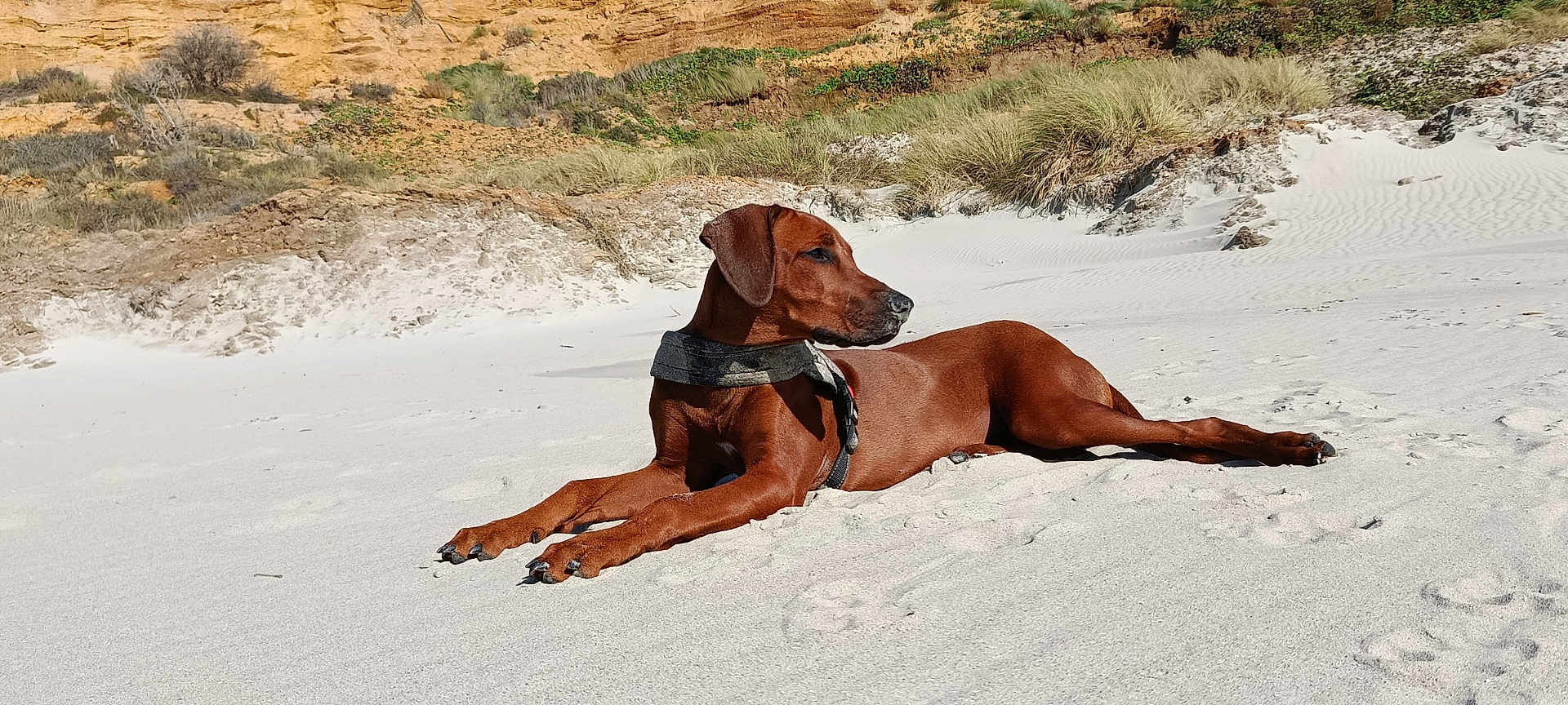 Ava