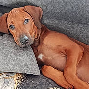 Ava a rejoint le concours — aidez-le/la à gagner de superbes lots ! dog, brown_dog, couch, pillow, resting, relaxed, pet, indoor, canine, lying_down, fur, ears, snout, home, comfort, animal, mammal, domestic, sleepy, closeup