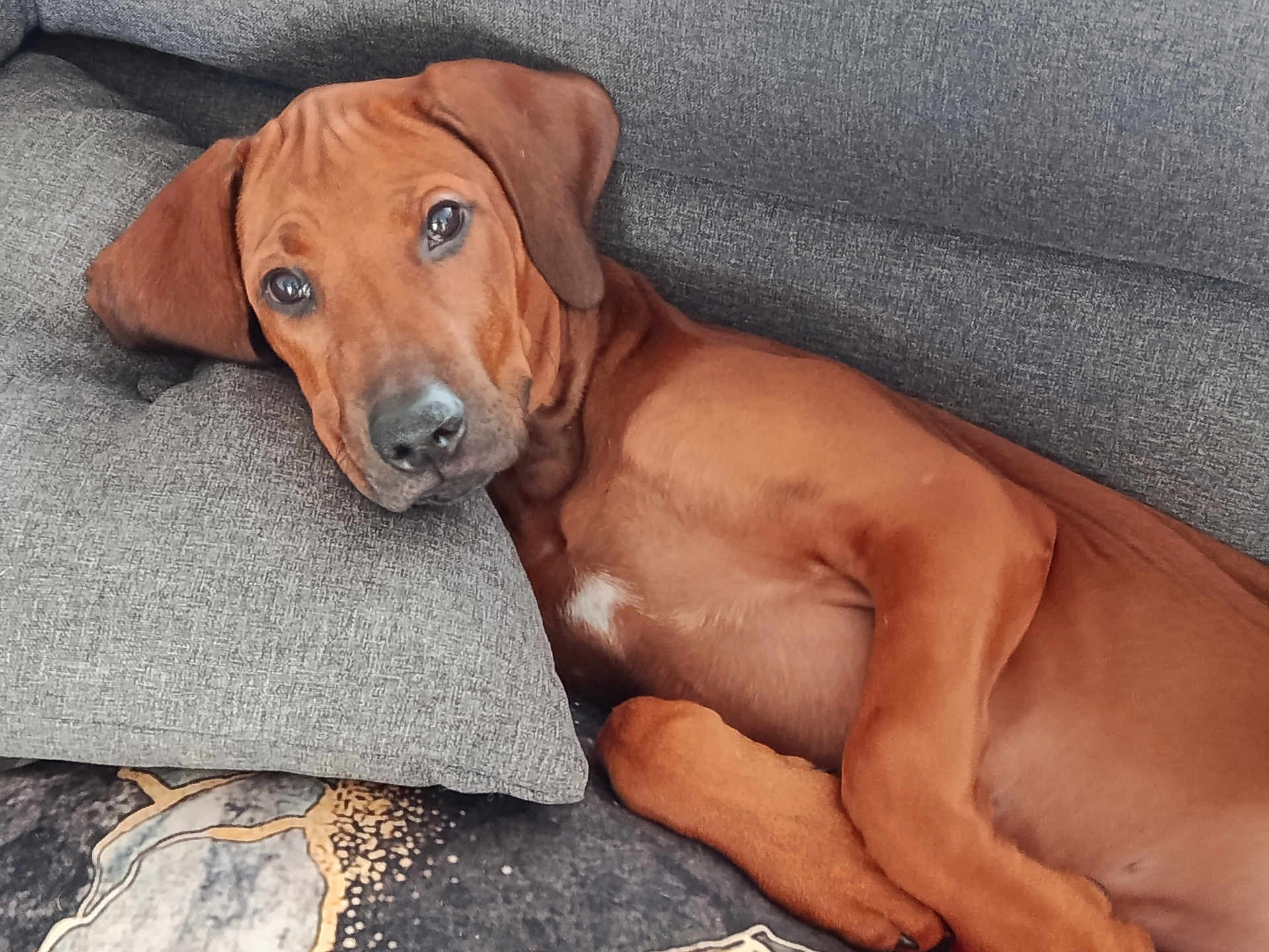 Ava