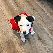 Delta is registered to the contest to win money with this photo: adorable, animal, black_and_white, companion, curious, cute, dog, domestic_animal, ears, flooring, fur, indoor, looking_up, pet, puppy, red_hoodie, sitting, small_dog, wood_floor, young_dog