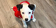Delta is registered to the contest to win money with this photo: adorable, animal, black_and_white, companion, curious, cute, dog, domestic_animal, ears, flooring, fur, indoor, looking_up, pet, puppy, red_hoodie, sitting, small_dog, wood_floor, young_dog