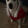 Delta is registered to the contest to win money with this photo: animal, attentive, canine, carpet, companion, cozy, cute, dog, domestic, ears_up, floor, fur, fur_trim, indoor, looking_up, pet, portrait, red_jacket, warm_clothing, white_and_black