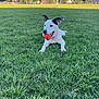 Delta joined the competition — help win amazing prizes! animal, ball, canine, collar, daytime, dog, field, grass, greenery, happy, leisure, nature, outdoor, park, pet, playful, recreation, sport, summer, sunlight