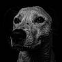 animal, black_and_white, canine, close_up, dark_background, detail, dog, ears, expression, eyes, face, fur, moisture, pet, portrait, snout, texture, water_droplets, wet, whiskers