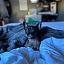 Chico is registered to the contest to win money with this photo: dog, black_dog, blanket, bed, bedding, indoor, pet, small_dog, ears, fur, cozy, curious, alert, soft_light, blurred_background, television, furniture, room, comfort, domestic