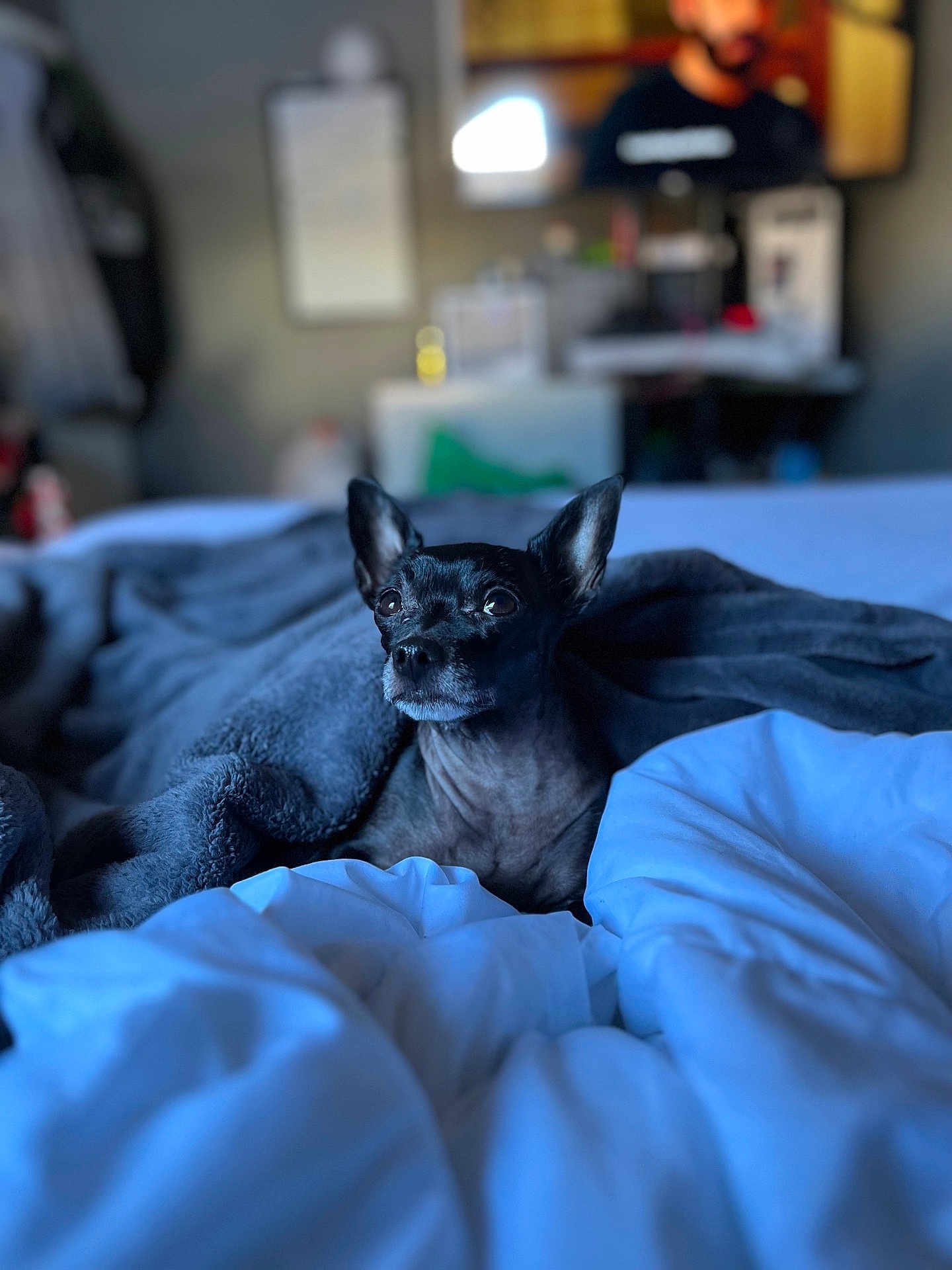 Chico is registered to the contest to win money with this photo: dog, black_dog, blanket, bed, bedding, indoor, pet, small_dog, ears, fur, cozy, curious, alert, soft_light, blurred_background, television, furniture, room, comfort, domestic