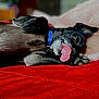 Chico is registered to the contest to win money with this photo: dog, tongue, collar, pet, playful, lying_down, red_blanket, fur, paw, cute, indoor, resting, animal, closeup, sleepy, tongue_out, domestic_animal, black_dog, soft_background, relaxed