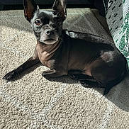 Chico joined the competition — help win amazing prizes! dog, black_dog, small_dog, carpet, sunlight, indoor, pet, resting, relaxed, ears, animal, furniture, blanket, couch, shadow, floor, domestic, companion, laying, cute