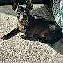 animal, black_dog, blanket, carpet, companion, couch, cute, dog, domestic, ears, floor, furniture, indoor, laying, pet, relaxed, resting, shadow, small_dog, sunlight