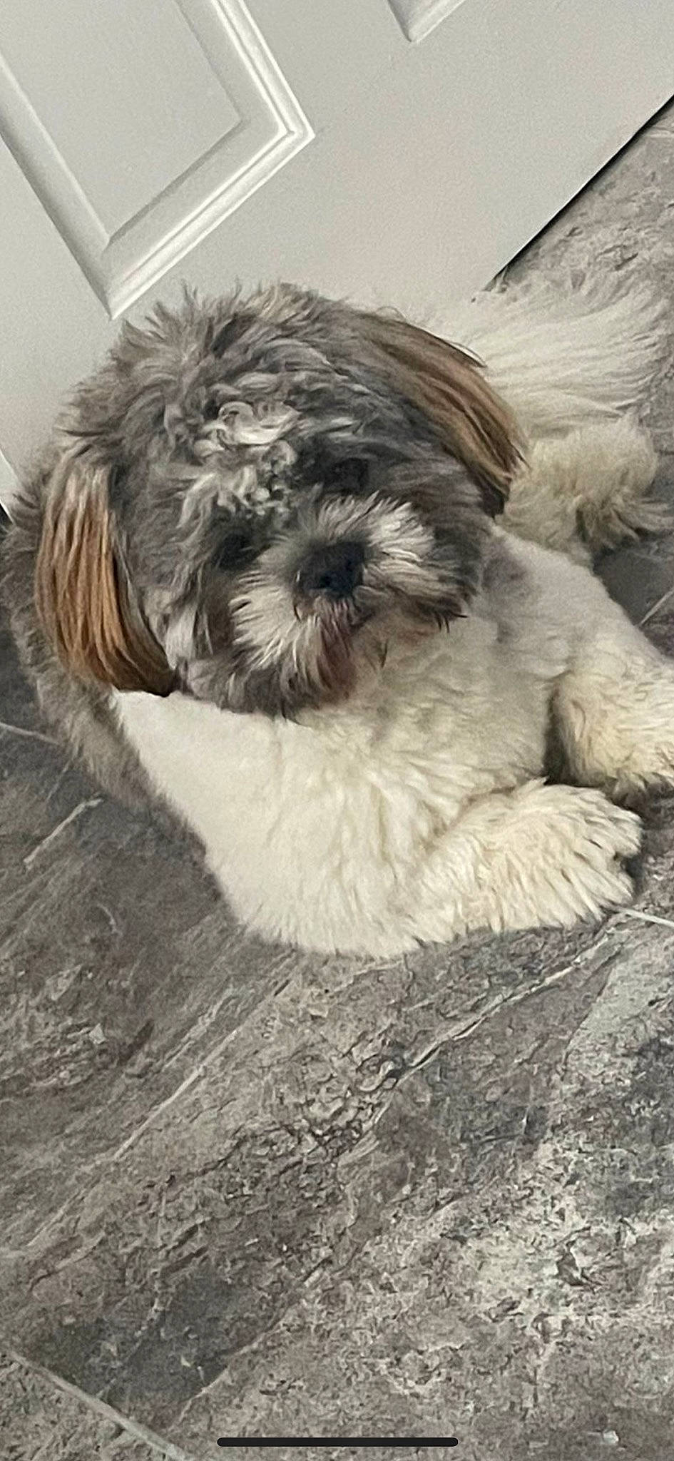 Henry joined the competition — help win amazing prizes! canidae, carnivore, companion_dog, dog, dog_breed, fur, liver, maltepoo, monochrome_photography, schapendoes, shih_poo, shih_tzu, small_terrier, snout, sporting_group, terrestrial_animal, terrier, toy_dog, water_dog, working_animal