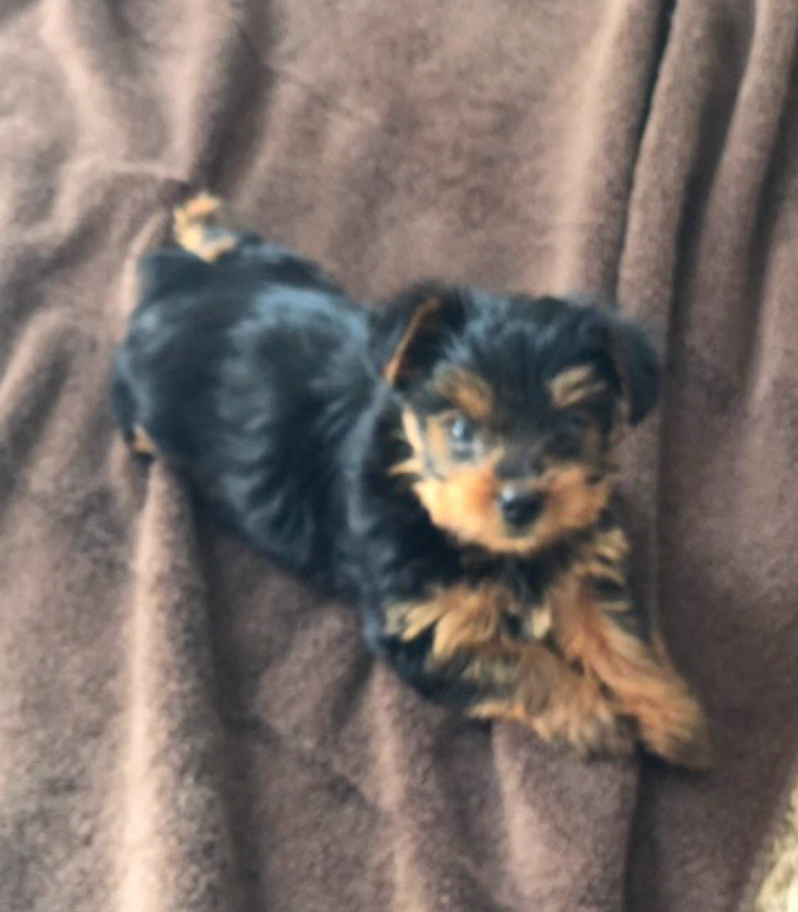 Blue is registered to the contest to win money with this photo: canidae, carnivore, cavapoo, cockapoo, companion_dog, dog, dog_breed, maltepoo, mammal, morkie, puppy, rare_breed_dog, schnoodle, small_terrier, terrier, toy_dog, vertebrate, welsh_terrier, yorkipoo, yorkshire_terrier