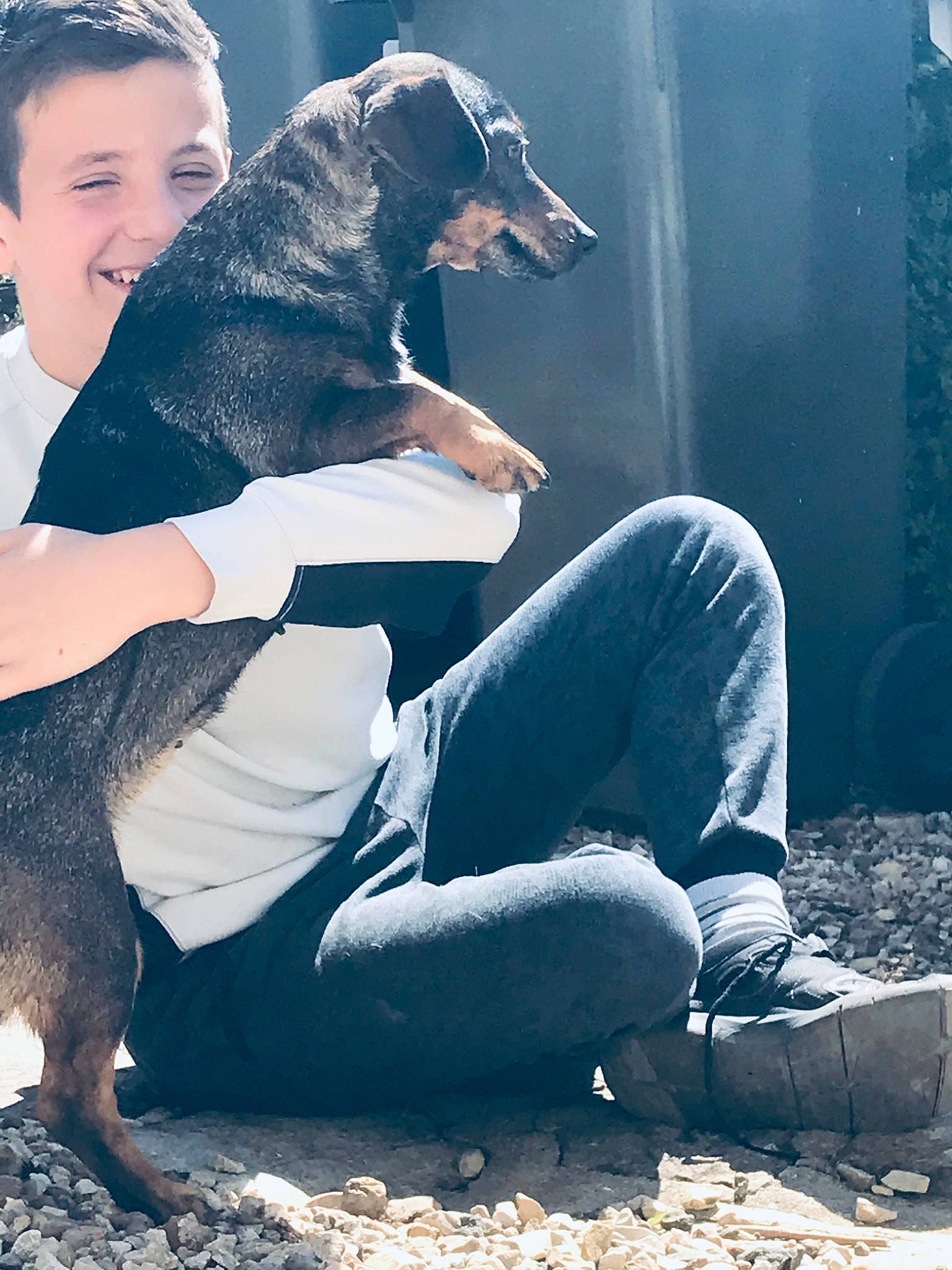 Linette a rejoint le concours — aidez-le/la à gagner de superbes lots ! carnivore, companion_dog, cool, dog, dog_breed, fawn, flash_photography, fur, gesture, grass, happy, human_leg, knee, leg, light, people_in_nature, sitting, sporting_group, sunlight, thigh