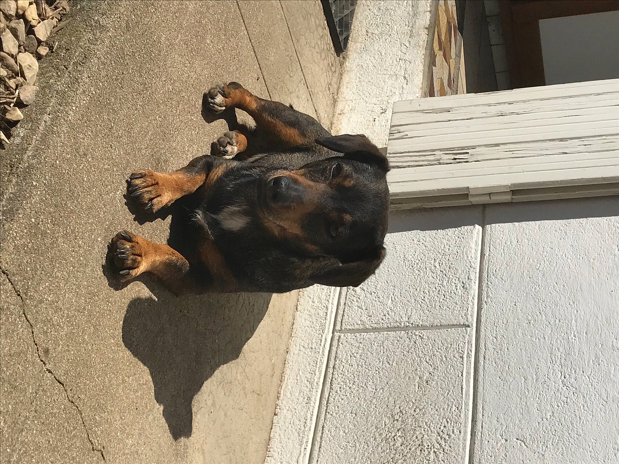 Linette a rejoint le concours — aidez-le/la à gagner de superbes lots ! art, asphalt, brick, bronze, bronze_sculpture, canidae, concrete, dog_breed, fawn, metal, road_surface, sculpture, shadow, sidewalk, snout, sporting_group, tail, terrestrial_animal, wood, working_animal