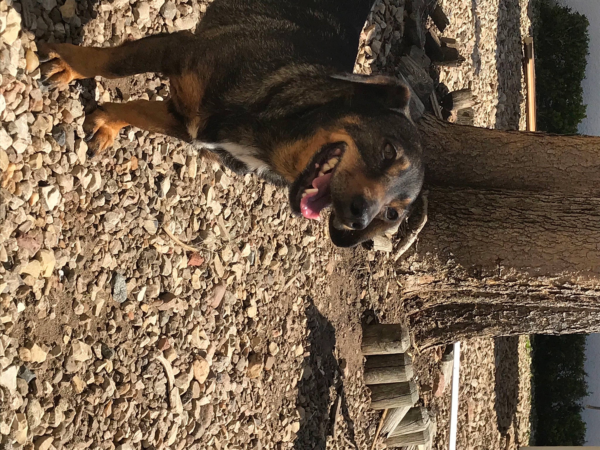 Linette participe au concours pour gagner de l'argent avec cette photo : carnivore, dog, dog_breed, fawn, felidae, fur, grass, guard_dog, paw, shadow, small_to_medium_sized_cats, soil, sporting_group, tail, terrestrial_animal, tints_and_shades, tree, trunk, whiskers, wood