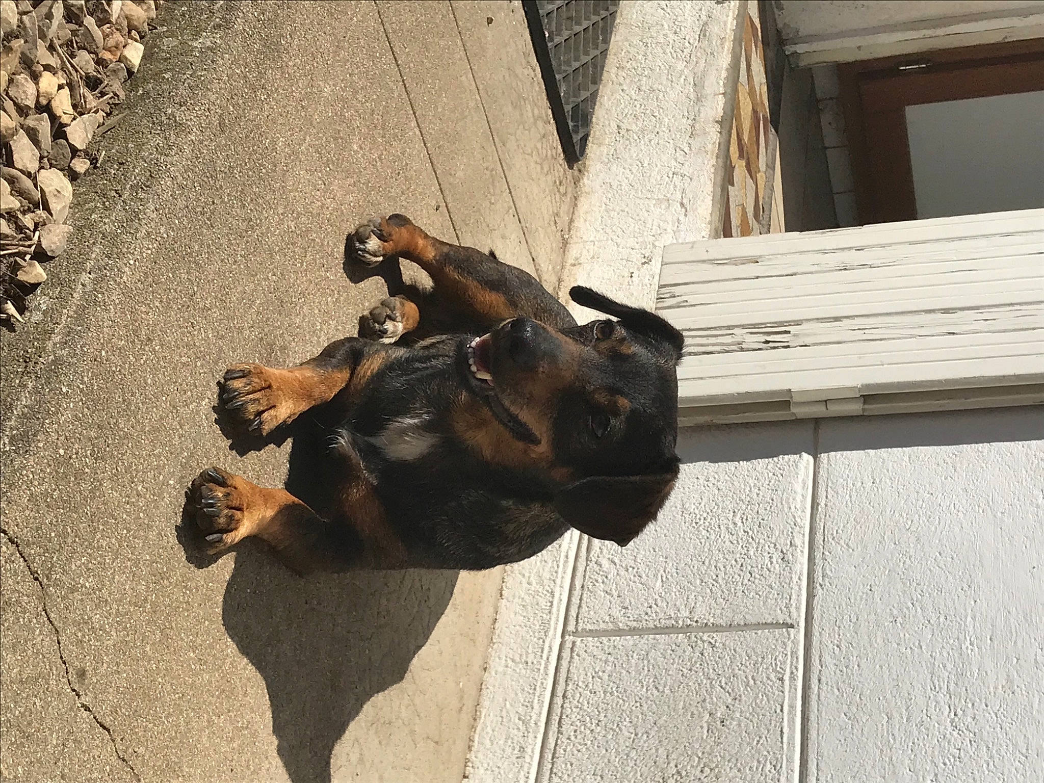 Linette participe au concours pour gagner de l'argent avec cette photo : art, asphalt, bronze, canidae, carnivore, dog, dog_breed, fawn, flooring, liver, metal, road_surface, sculpture, shadow, sporting_group, street_dog, tail, terrestrial_animal, wood, working_animal