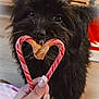 dog, black_dog, pet, candy_cane, heart_shape, peanut_butter, treat, hand, manicure, tattoo, christmas, ornament, festive, close_up, fur, eyes, indoor, blanket, nose, chewing