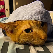Moe joined the competition — help win amazing prizes! cat, orange_tabby, towel, resting, indoor, cozy, close_up, face, pet, animal, fur, relaxed, bedroom, soft_lighting, comfort, cute, domestic_cat, whiskers, ears, sleepy