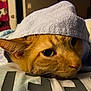 cat, orange_tabby, towel, resting, indoor, cozy, close_up, face, pet, animal, fur, relaxed, bedroom, soft_lighting, comfort, cute, domestic_cat, whiskers, ears, sleepy