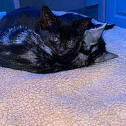 Ange participe au concours pour gagner de l'argent avec cette photo : cat, kitten, cuddle, sleeping, fleece_blanket, indoor, blue_light, striped_cat, black_cat, pet, animal, cozy, resting, cute, fur, whiskers, ears, domestic_cat, companion, snuggle