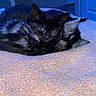 cat, kitten, cuddle, sleeping, fleece_blanket, indoor, blue_light, striped_cat, black_cat, pet, animal, cozy, resting, cute, fur, whiskers, ears, domestic_cat, companion, snuggle