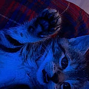 Titi a rejoint le concours — aidez-le/la à gagner de superbes lots ! cat, kitten, paw, face, fur, whiskers, blue_light, plaid, blanket, indoor, cute, pet, animal, closeup, expression, raised_paws, playful, cozy, young, feline