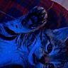 cat, kitten, paw, face, fur, whiskers, blue_light, plaid, blanket, indoor, cute, pet, animal, closeup, expression, raised_paws, playful, cozy, young, feline