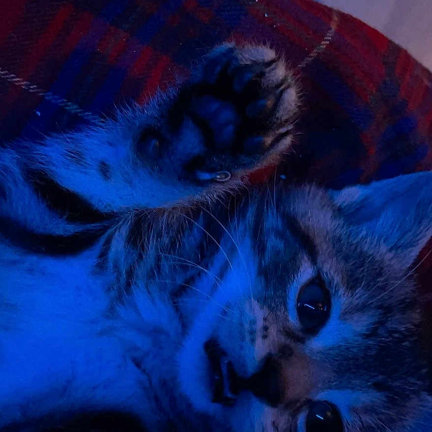 Titi a rejoint le concours — aidez-le/la à gagner de superbes lots ! cat, kitten, paw, face, fur, whiskers, blue_light, plaid, blanket, indoor, cute, pet, animal, closeup, expression, raised_paws, playful, cozy, young, feline