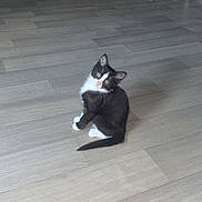 Ninine a rejoint le concours — aidez-le/la à gagner de superbes lots ! kitten, cat, black_and_white, wooden_floor, indoor, pet, curious, small, sitting, flooring, broom, cabinet, home, animal, cute, young, feline, domestic, looking_up, tilted_head