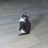 kitten, cat, black_and_white, wooden_floor, indoor, pet, curious, small, sitting, flooring, broom, cabinet, home, animal, cute, young, feline, domestic, looking_up, tilted_head