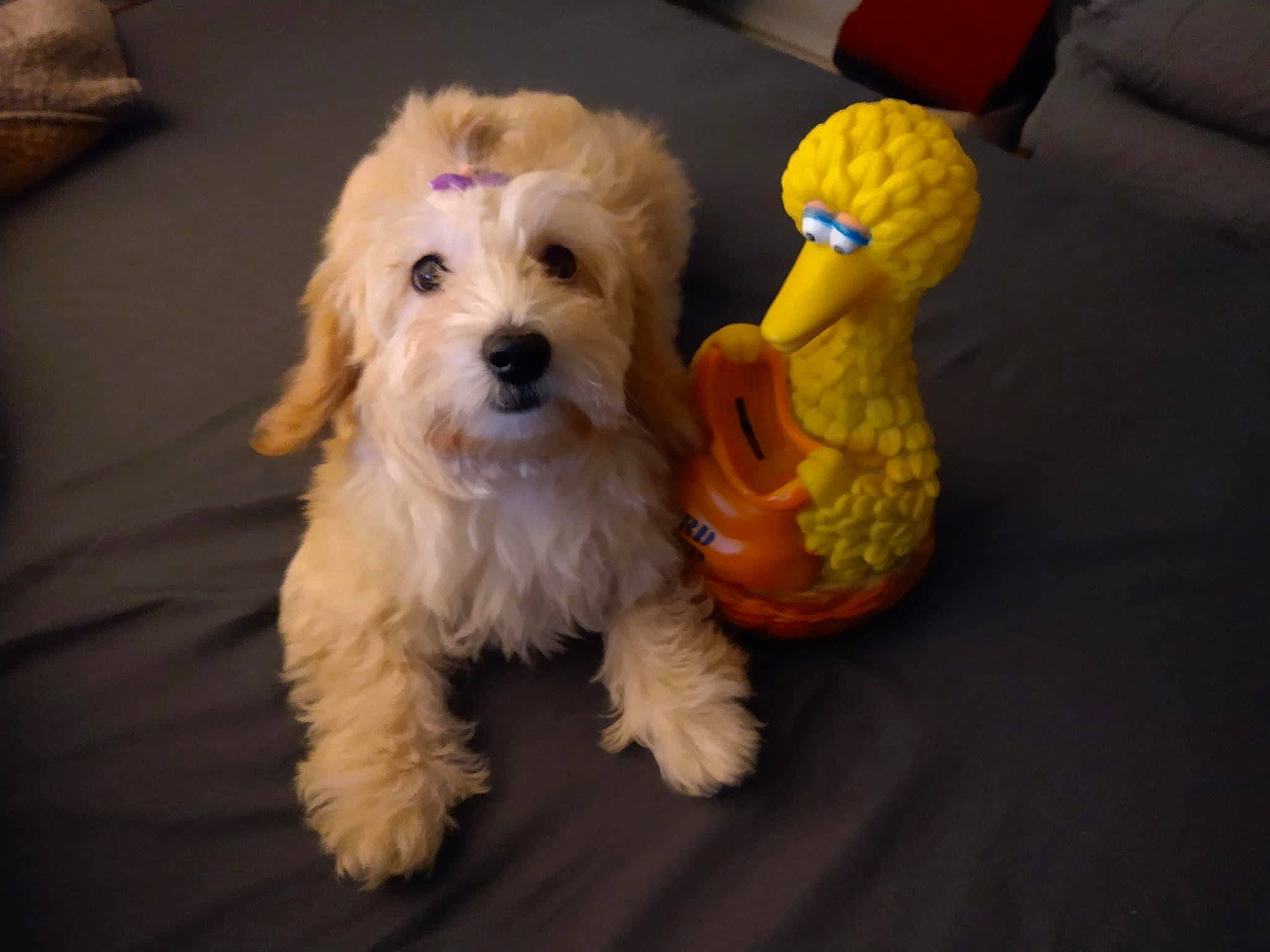 Bella joined the competition — help win amazing prizes! canidae, carnivore, companion_dog, dog, dog_breed, dog_clothes, dog_supply, fur, labradoodle, maltepoo, non_sporting_group, puppy_love, small_terrier, snout, sporting_group, terrier, toy, toy_dog, working_animal, yorkipoo