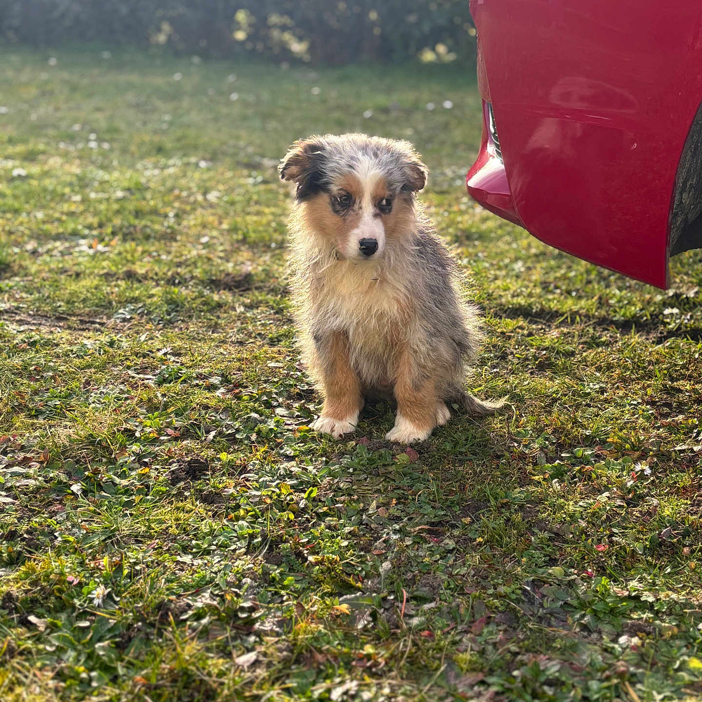Apollon participe au concours pour gagner de l'argent avec cette photo : airedale, alloywheel, animal, canine, car, carwheel, dog, grass, lawn, machine, pet, plant, poodle, puppy, spoke, terrier, tire, transportation, vehicle, wheel