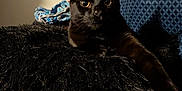 Taco joined the competition — help win amazing prizes! black_cat, cat, furry, pet, indoor, lamp, cushion, blanket, furniture, relaxed, animal, domestic, cozy, resting, stretching, mammal, whiskers, ears, eyes, home