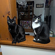 Taco joined the competition — help win amazing prizes! cat, black_cat, tuxedo_cat, pets, indoor, wooden_ledge, halloween_decor, spider_web, spider, garland, feline, home_interior, curious, sitting, animal, domestic_cat, eyes, whiskers, floor, furniture