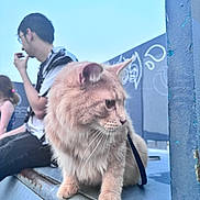 Thor joined the competition — help win amazing prizes! cat, fluffy, animal, pet, metal_ledge, outdoor, sky, person, blurred_background, casual, sitting, curious, feline, leash, urban, young_adult, glasses, short_hair, blue_sky, daylight