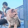 cat, fluffy, animal, pet, metal_ledge, outdoor, sky, person, blurred_background, casual, sitting, curious, feline, leash, urban, young_adult, glasses, short_hair, blue_sky, daylight