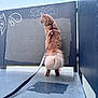 cat, fluffy, leash, harness, graffiti, metal_surface, outdoor, sky, urban, feline, pet, standing, curious, side_view, tail, animal, walking, alone, daytime, grey