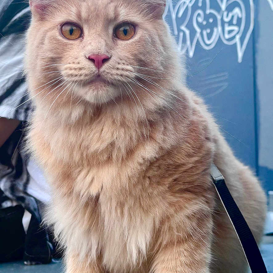 Thor is registered to the contest to win money with this photo: animal, cat, close_up, curious, daylight, ears, feline, fluffy, fur, graffiti, ledge, orange_cat, outdoor, paws, person_in_background, pet, sky, street, urban, whiskers